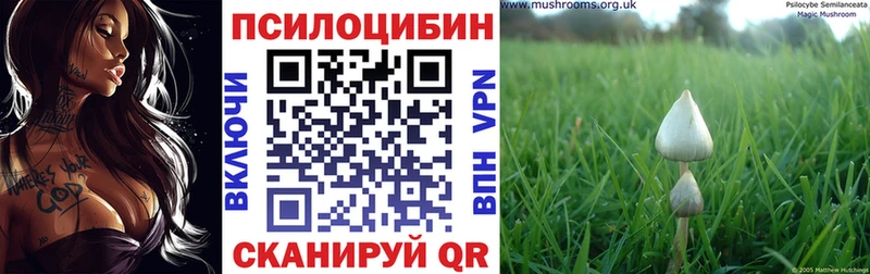 mega   Петухово  Псилоцибиновые грибы Psilocybe 